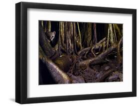 Ocelot hiding amongst tree roots, Costa Rica, Cent. America-Paul Williams-Framed Photographic Print