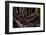 Ocelot hiding amongst tree roots, Costa Rica, Cent. America-Paul Williams-Framed Photographic Print