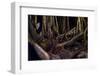 Ocelot hiding amongst tree roots, Costa Rica, Cent. America-Paul Williams-Framed Photographic Print