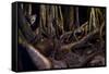 Ocelot hiding amongst tree roots, Costa Rica, Cent. America-Paul Williams-Framed Stretched Canvas