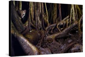 Ocelot hiding amongst tree roots, Costa Rica, Cent. America-Paul Williams-Stretched Canvas
