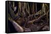 Ocelot hiding amongst tree roots, Costa Rica, Cent. America-Paul Williams-Framed Stretched Canvas