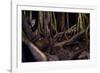 Ocelot hiding amongst tree roots, Costa Rica, Cent. America-Paul Williams-Framed Photographic Print
