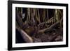 Ocelot hiding amongst tree roots, Costa Rica, Cent. America-Paul Williams-Framed Photographic Print