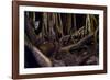 Ocelot hiding amongst tree roots, Costa Rica, Cent. America-Paul Williams-Framed Photographic Print