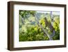 Ocelot high up in tree, Costa Rica, Central America-Paul Williams-Framed Photographic Print
