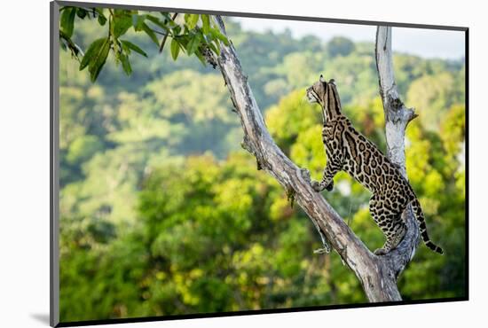 Ocelot high up in tree, Costa Rica, Central America-Paul Williams-Mounted Photographic Print