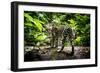 Ocelot in rainforest, Costa Rica, Central America-Paul Williams-Framed Photographic Print