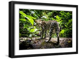 Ocelot in rainforest, Costa Rica, Central America-Paul Williams-Framed Photographic Print