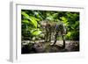 Ocelot in rainforest, Costa Rica, Central America-Paul Williams-Framed Photographic Print