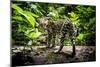 Ocelot in rainforest, Costa Rica, Central America-Paul Williams-Mounted Photographic Print