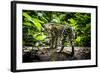 Ocelot in rainforest, Costa Rica, Central America-Paul Williams-Framed Photographic Print