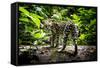 Ocelot in rainforest, Costa Rica, Central America-Paul Williams-Framed Stretched Canvas