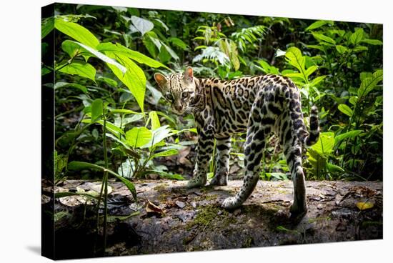 Ocelot in rainforest, Costa Rica, Central America-Paul Williams-Stretched Canvas