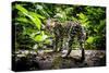 Ocelot in rainforest, Costa Rica, Central America-Paul Williams-Stretched Canvas