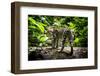 Ocelot in rainforest, Costa Rica, Central America-Paul Williams-Framed Photographic Print