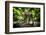 Ocelot in rainforest, Costa Rica, Central America-Paul Williams-Framed Photographic Print