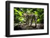 Ocelot in rainforest, Costa Rica, Central America-Paul Williams-Framed Photographic Print