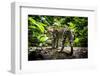 Ocelot in rainforest, Costa Rica, Central America-Paul Williams-Framed Photographic Print