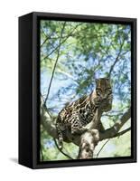 Ocelot in Tree-Pete Oxford-Framed Stretched Canvas