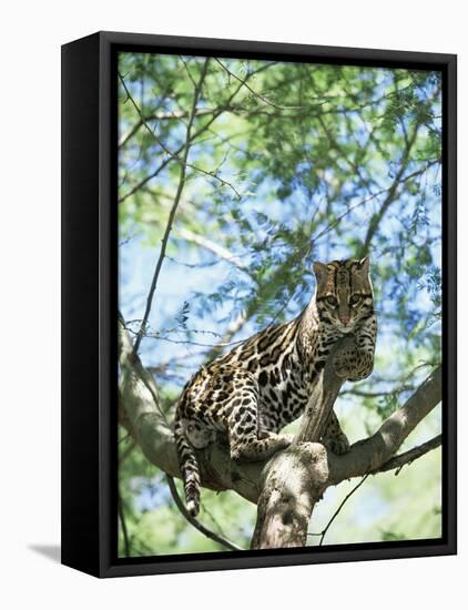 Ocelot in Tree-Pete Oxford-Framed Stretched Canvas