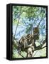 Ocelot in Tree-Pete Oxford-Framed Stretched Canvas