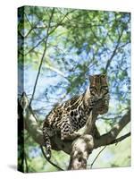 Ocelot in Tree-Pete Oxford-Stretched Canvas