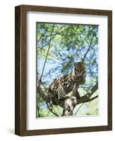 Ocelot in Tree-Pete Oxford-Framed Premium Photographic Print