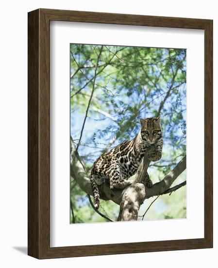 Ocelot in Tree-Pete Oxford-Framed Premium Photographic Print