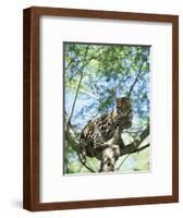 Ocelot in Tree-Pete Oxford-Framed Premium Photographic Print