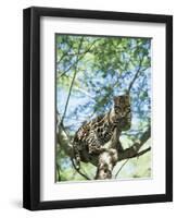 Ocelot in Tree-Pete Oxford-Framed Premium Photographic Print