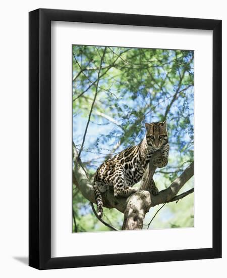 Ocelot in Tree-Pete Oxford-Framed Premium Photographic Print