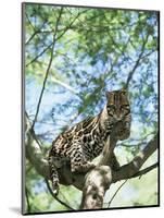 Ocelot in Tree-Pete Oxford-Mounted Premium Photographic Print