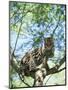 Ocelot in Tree-Pete Oxford-Mounted Premium Photographic Print