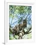 Ocelot in Tree-Pete Oxford-Framed Photographic Print