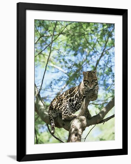 Ocelot in Tree-Pete Oxford-Framed Photographic Print