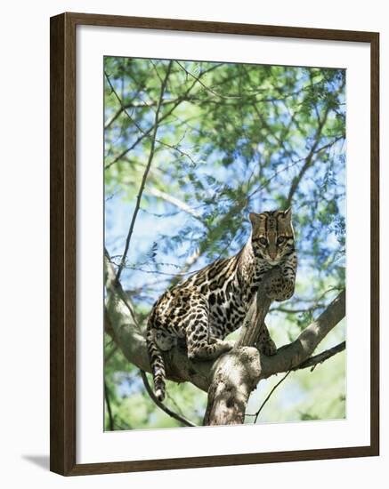 Ocelot in Tree-Pete Oxford-Framed Photographic Print