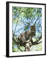 Ocelot in Tree-Pete Oxford-Framed Photographic Print