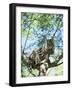 Ocelot in Tree-Pete Oxford-Framed Photographic Print