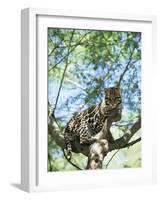 Ocelot in Tree-Pete Oxford-Framed Photographic Print