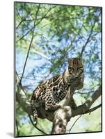 Ocelot in Tree-Pete Oxford-Mounted Photographic Print
