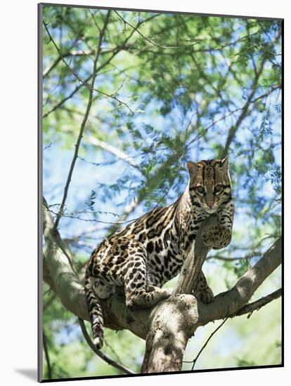 Ocelot in Tree-Pete Oxford-Mounted Photographic Print