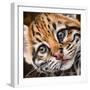 Ocelot Kitten-Sarah Stribbling-Framed Art Print