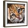 Ocelot Kitten-Sarah Stribbling-Framed Giclee Print