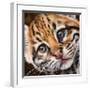 Ocelot Kitten-Sarah Stribbling-Framed Giclee Print