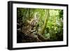 Ocelot looking up, Costa Rica, Central America-Paul Williams-Framed Photographic Print