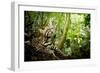 Ocelot looking up, Costa Rica, Central America-Paul Williams-Framed Photographic Print