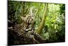 Ocelot looking up, Costa Rica, Central America-Paul Williams-Mounted Photographic Print