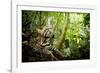 Ocelot looking up, Costa Rica, Central America-Paul Williams-Framed Photographic Print