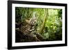 Ocelot looking up, Costa Rica, Central America-Paul Williams-Framed Photographic Print